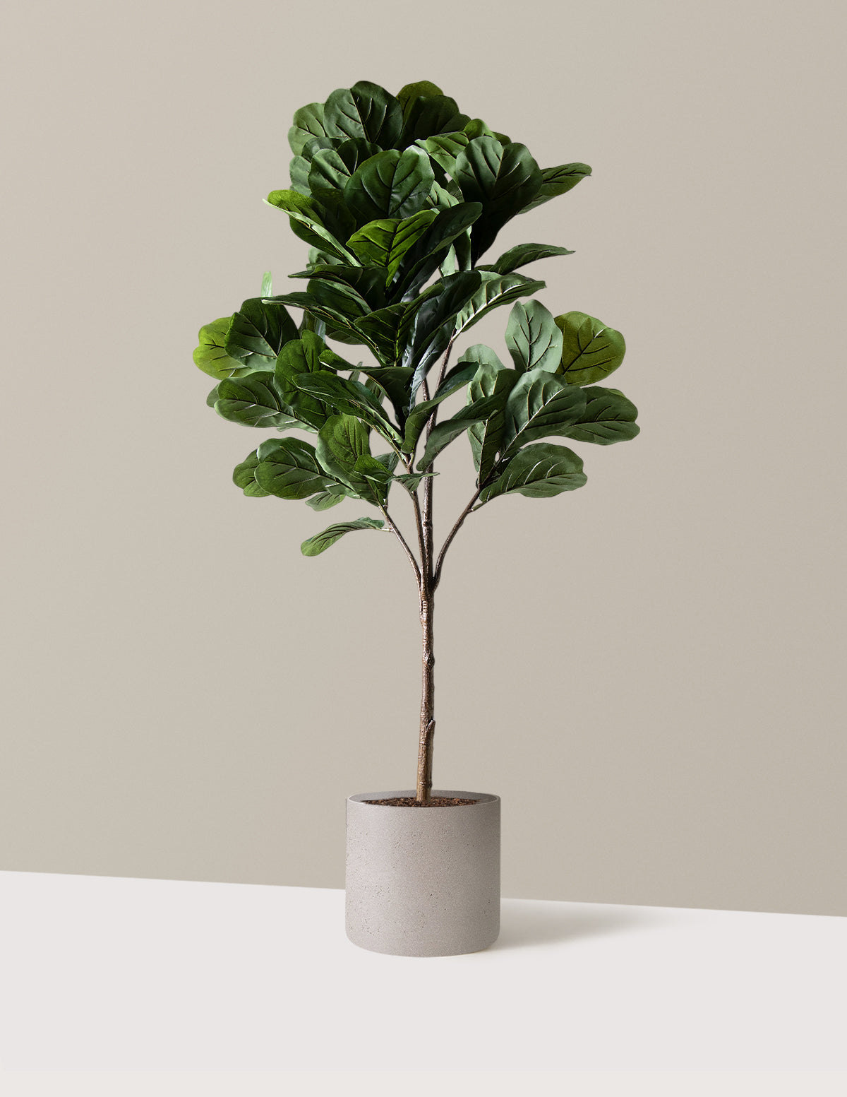 Yapay Deve Tabanı (Fiddle Leaf Fig) Ağacı