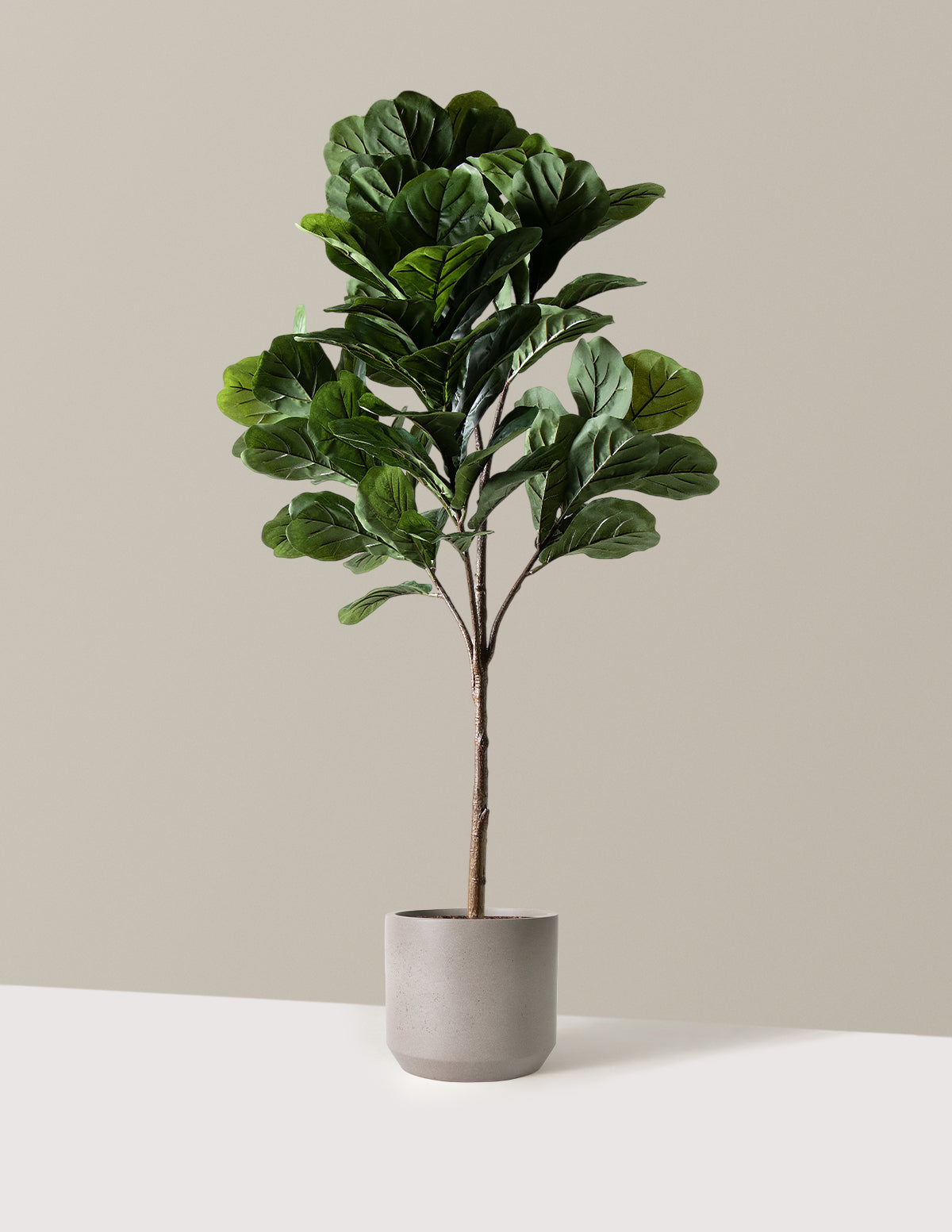 Yapay Deve Tabanı (Fiddle Leaf Fig) Ağacı