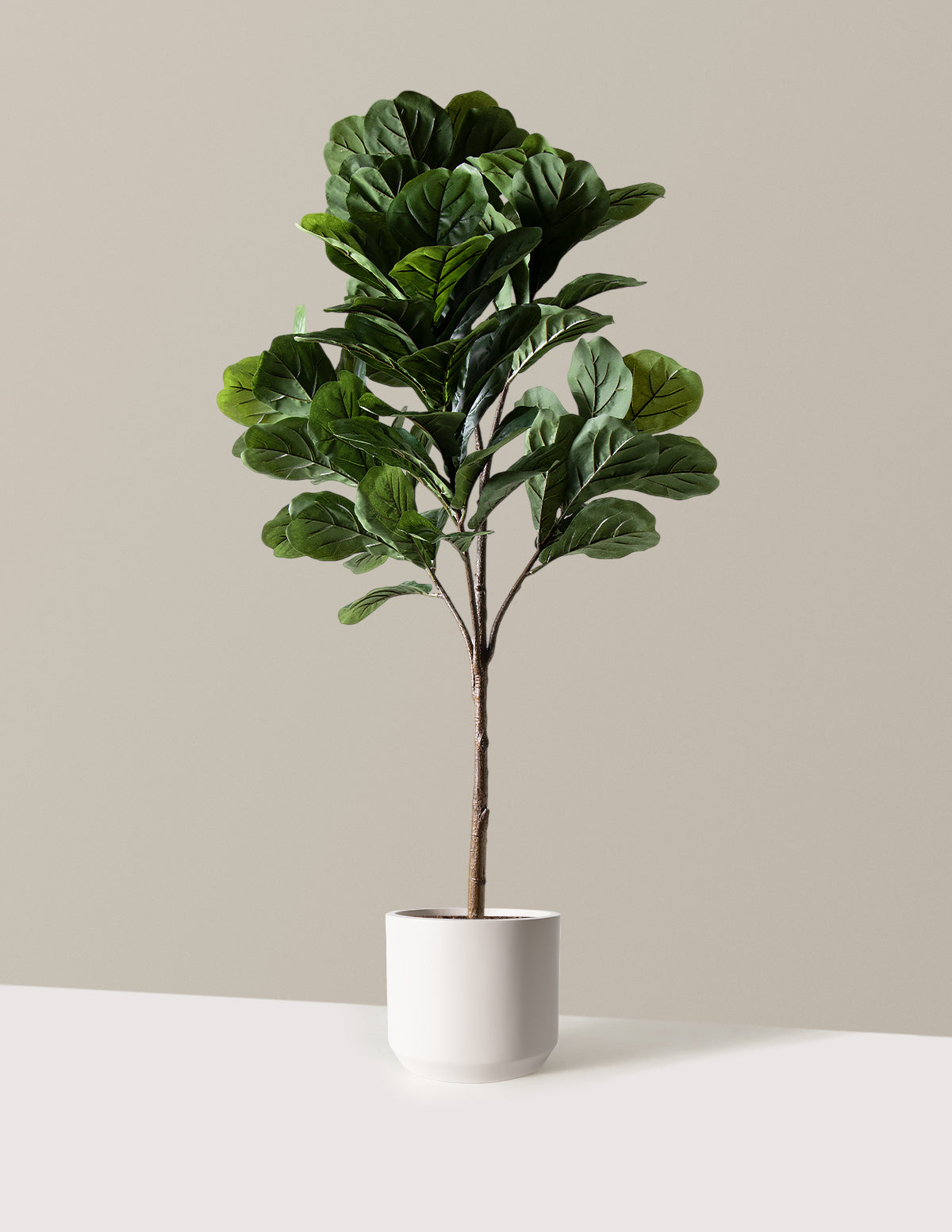 Yapay Deve Tabanı (Fiddle Leaf Fig) Ağacı