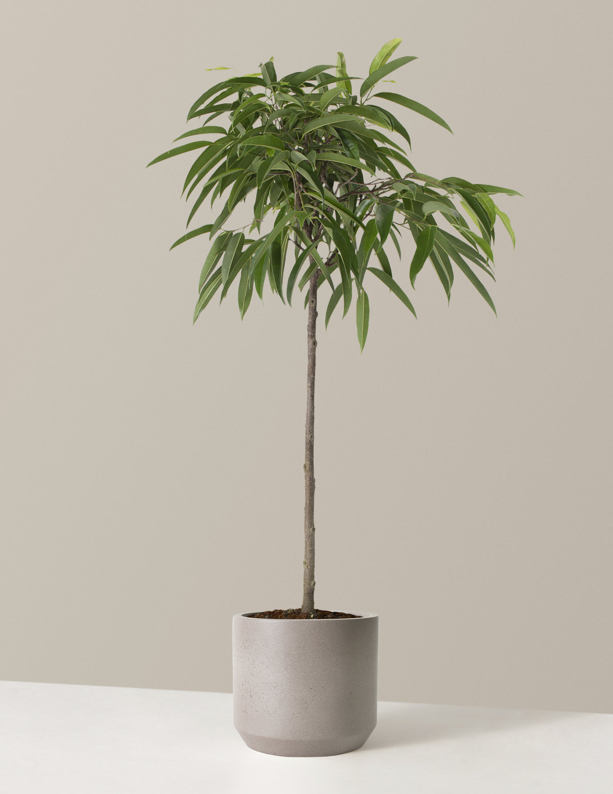 Büyük Boy Ficus Alii
