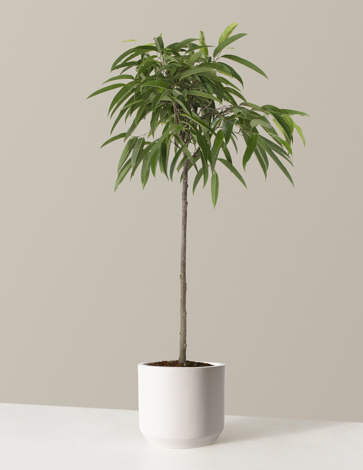 Büyük Boy Ficus Alii