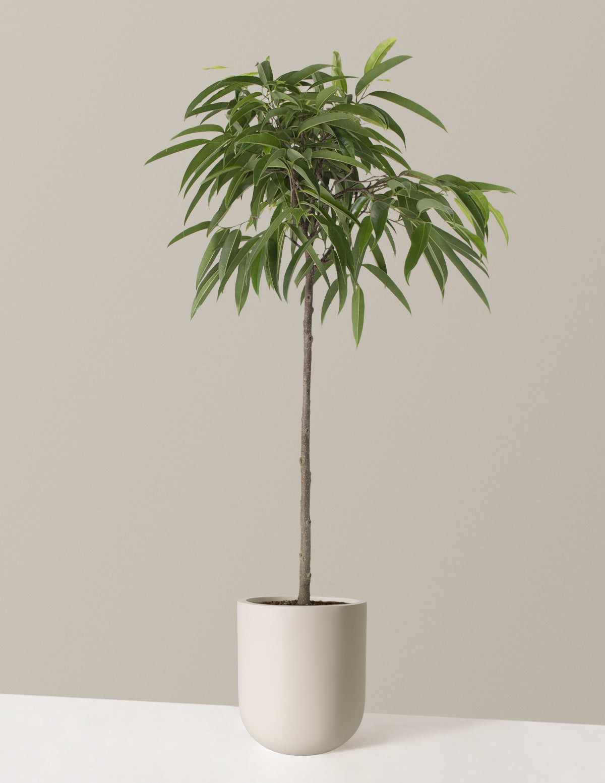 Büyük Boy Ficus Alii