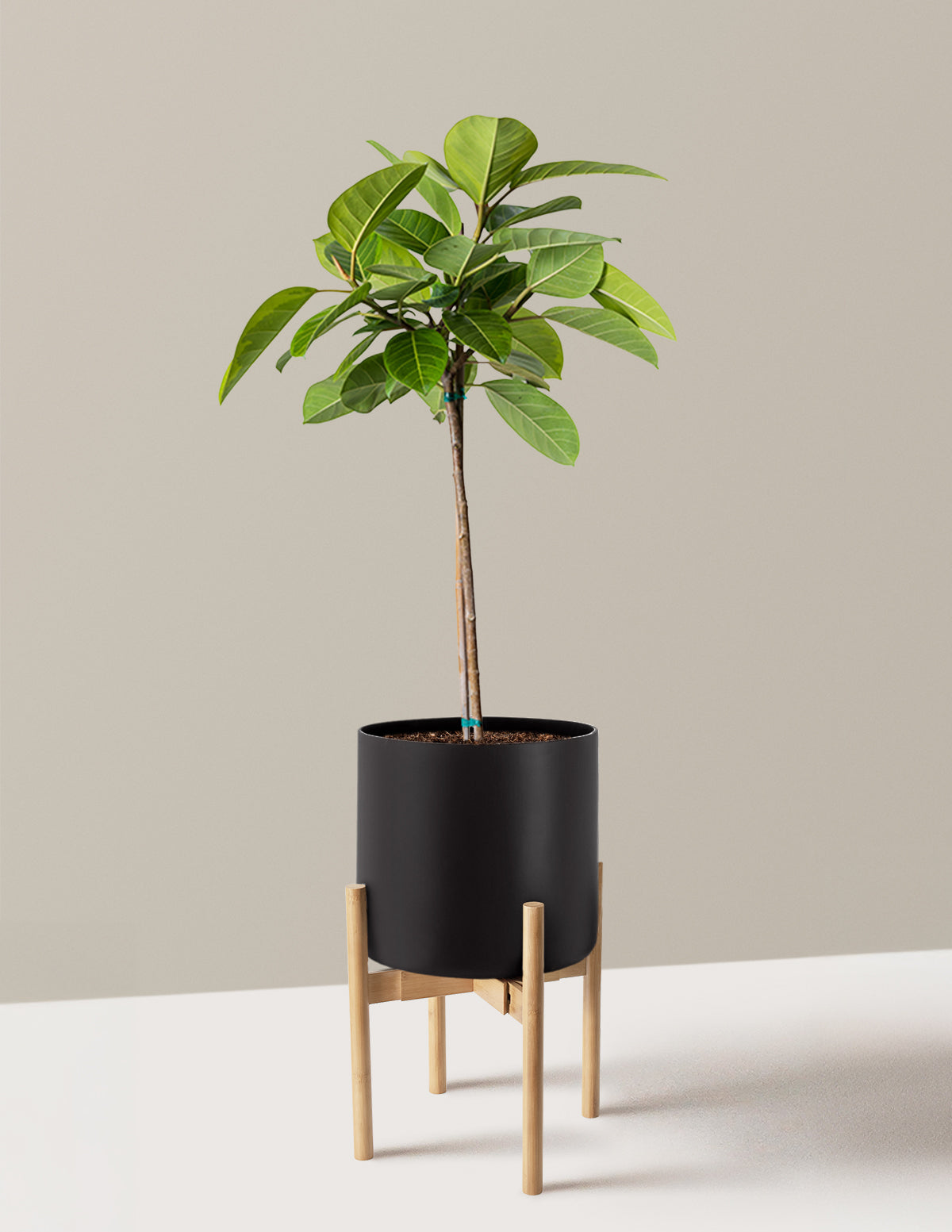 Büyük Ficus Altissima Ağacı