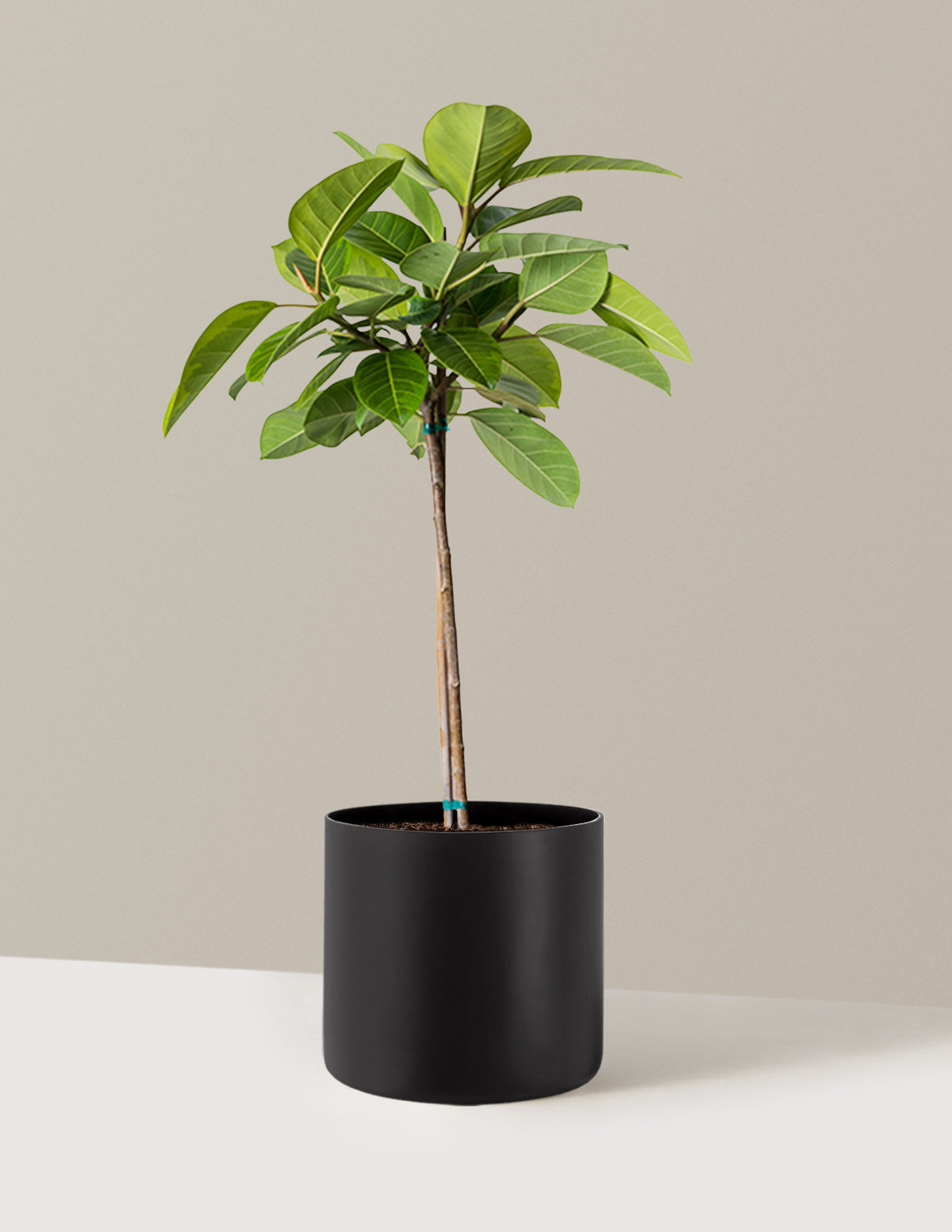 Büyük Ficus Altissima Ağacı