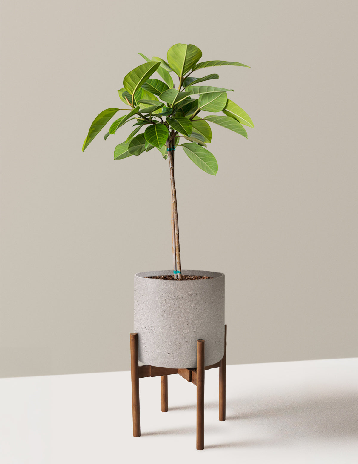 Büyük Ficus Altissima Ağacı