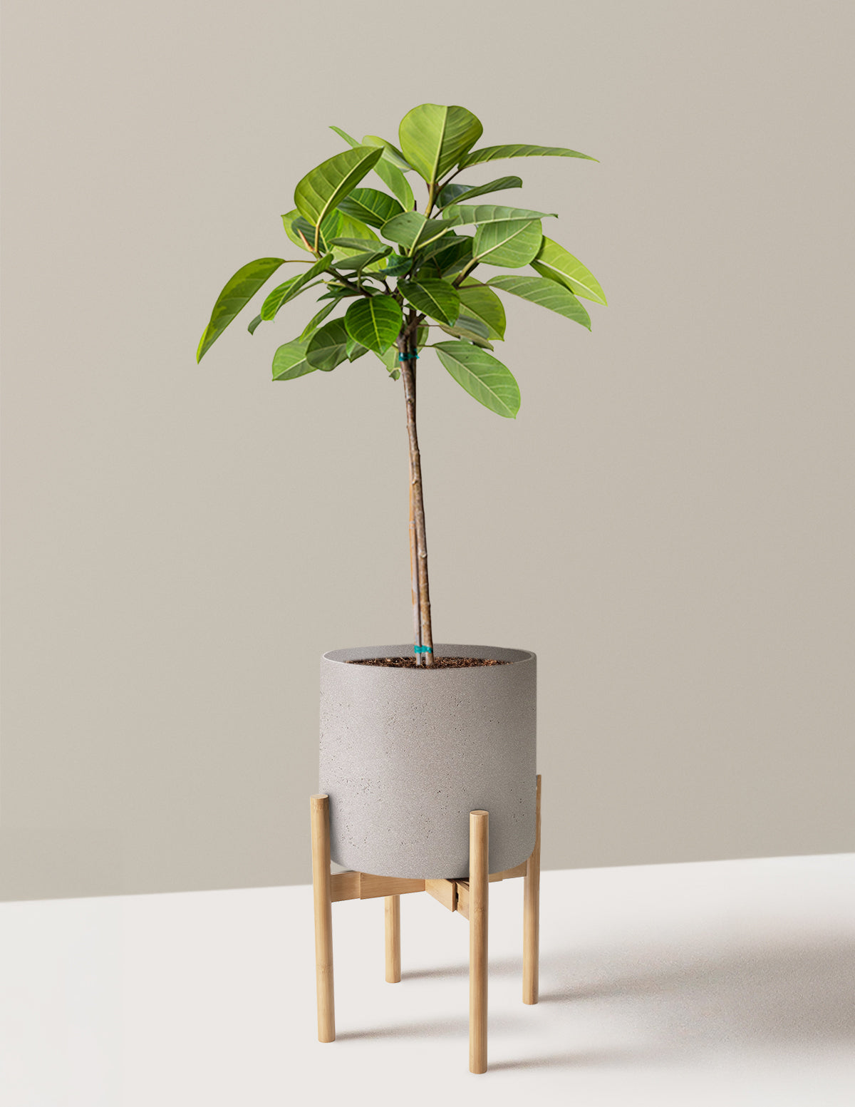 Büyük Ficus Altissima Ağacı
