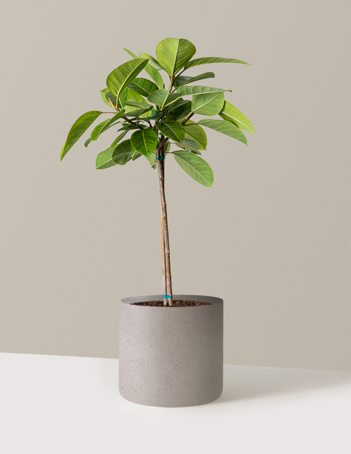 Büyük Ficus Altissima Ağacı