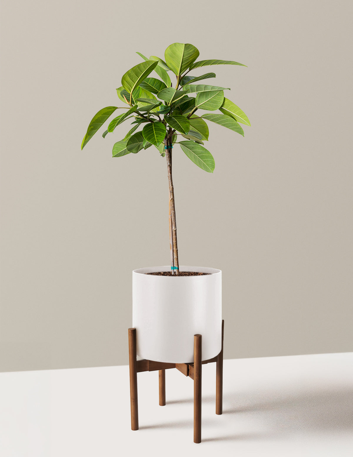 Büyük Ficus Altissima Ağacı