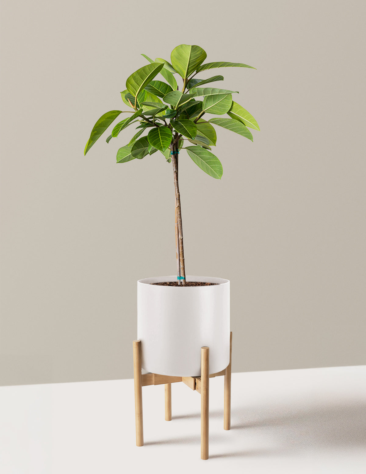 Büyük Ficus Altissima Ağacı