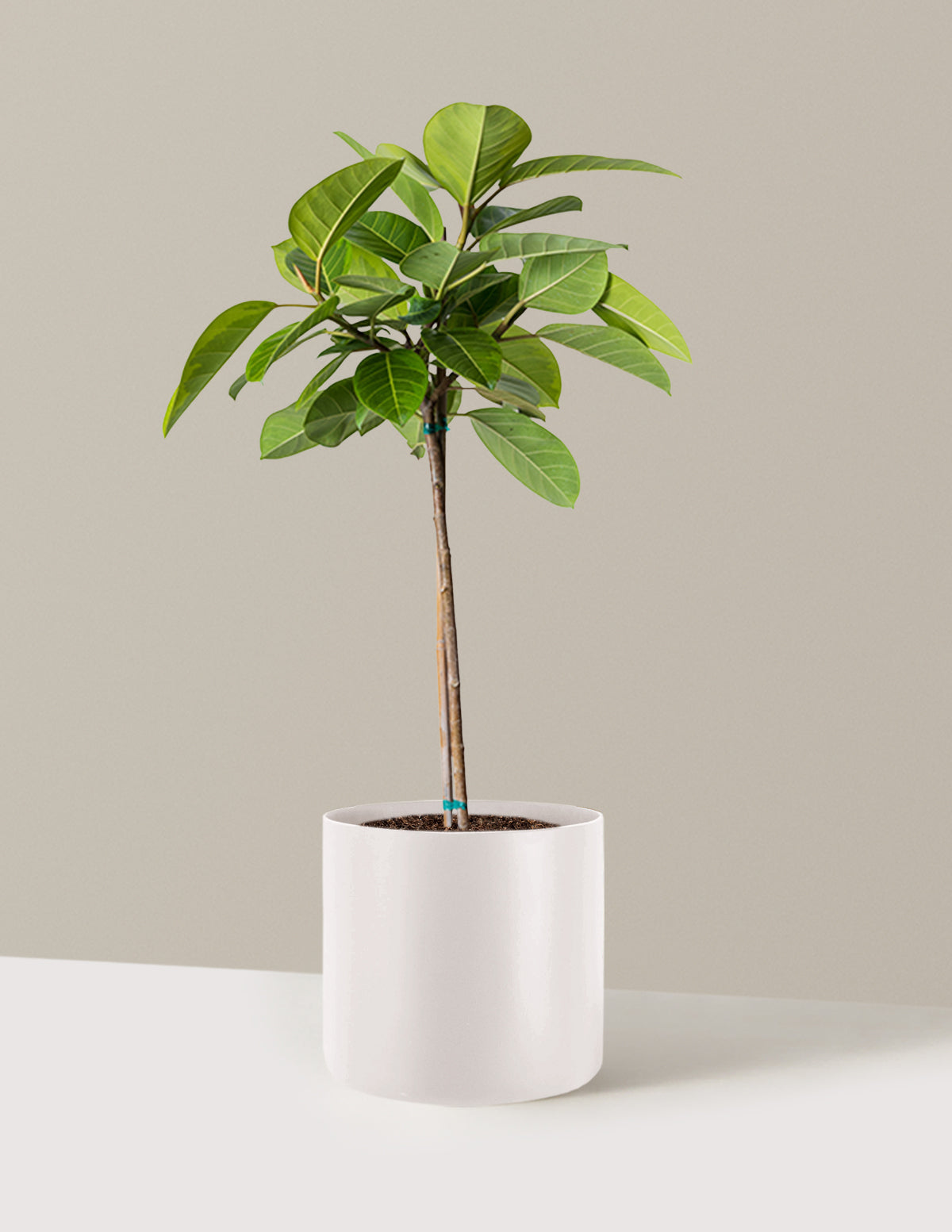 Büyük Ficus Altissima Ağacı