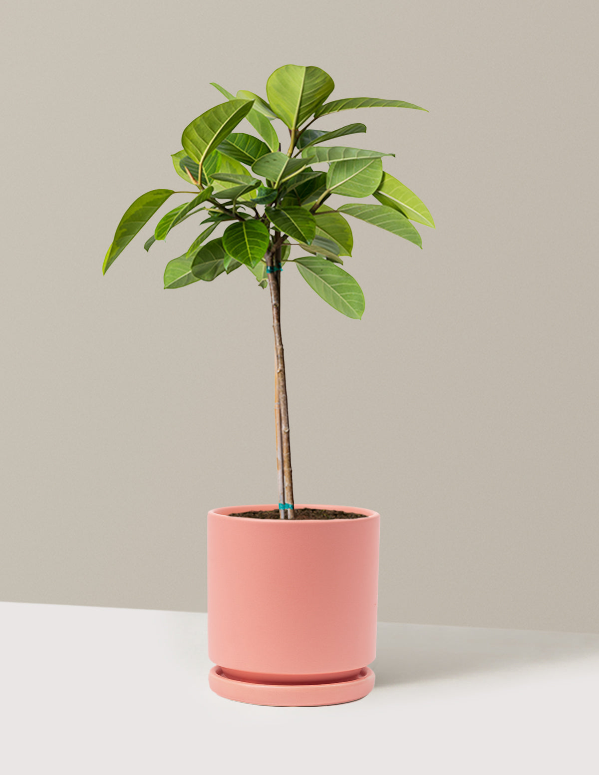 Büyük Ficus Altissima Ağacı