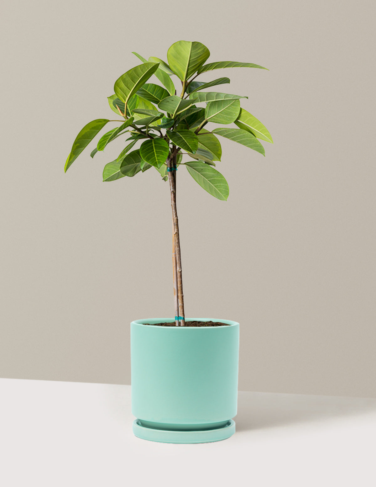Büyük Ficus Altissima Ağacı