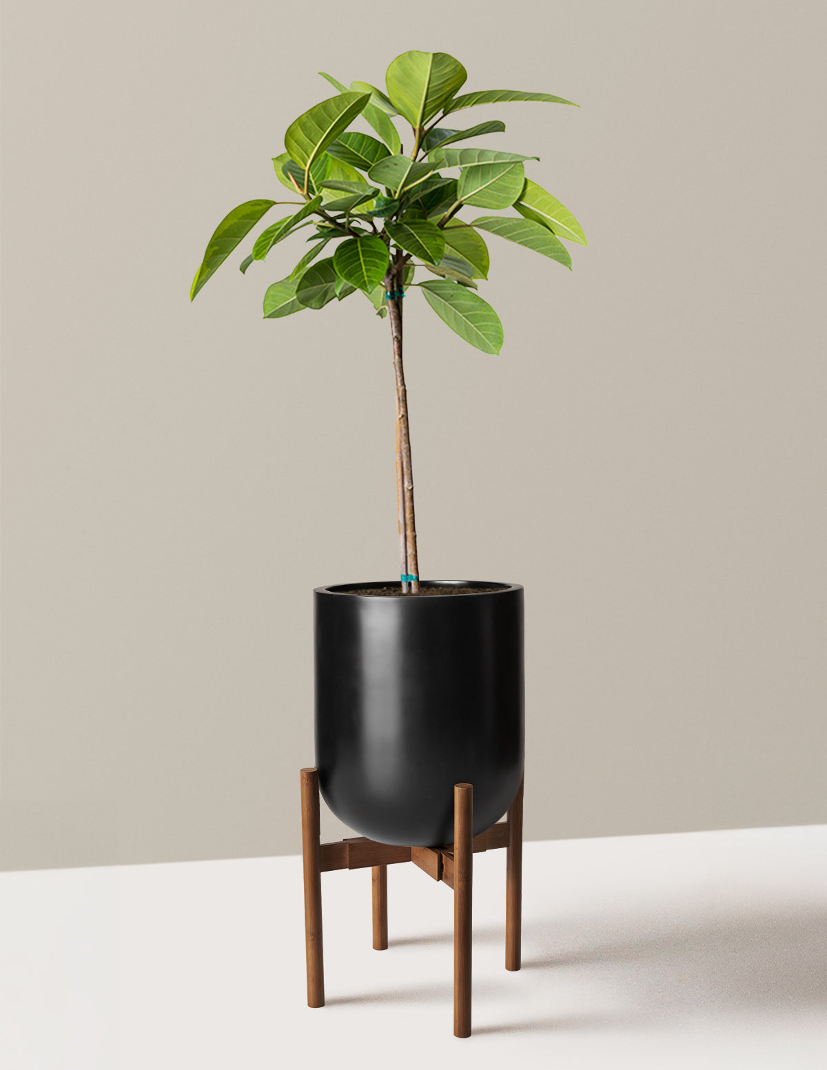 Büyük Ficus Altissima Ağacı