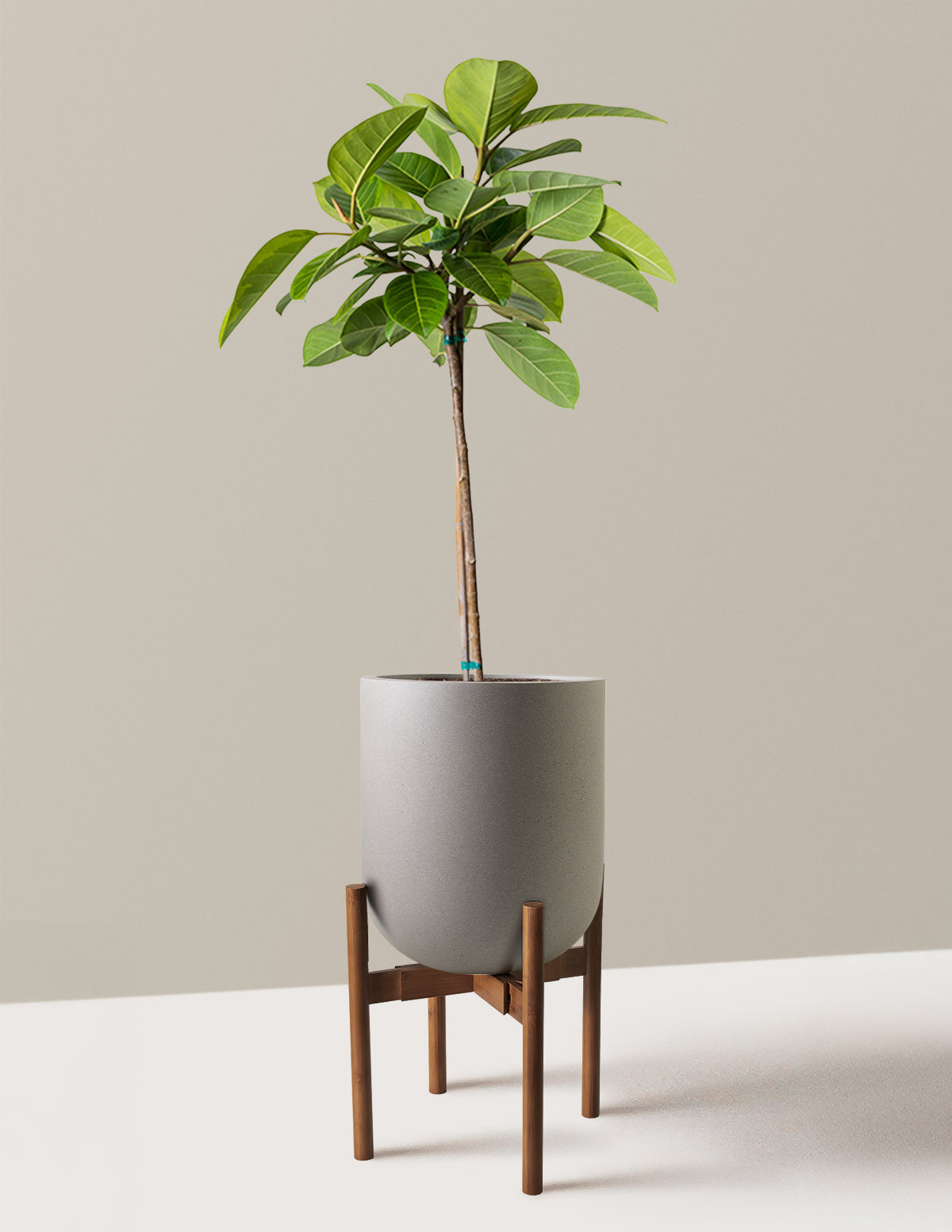 Büyük Ficus Altissima Ağacı