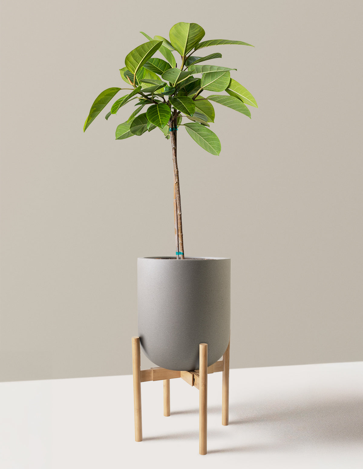 Büyük Ficus Altissima Ağacı