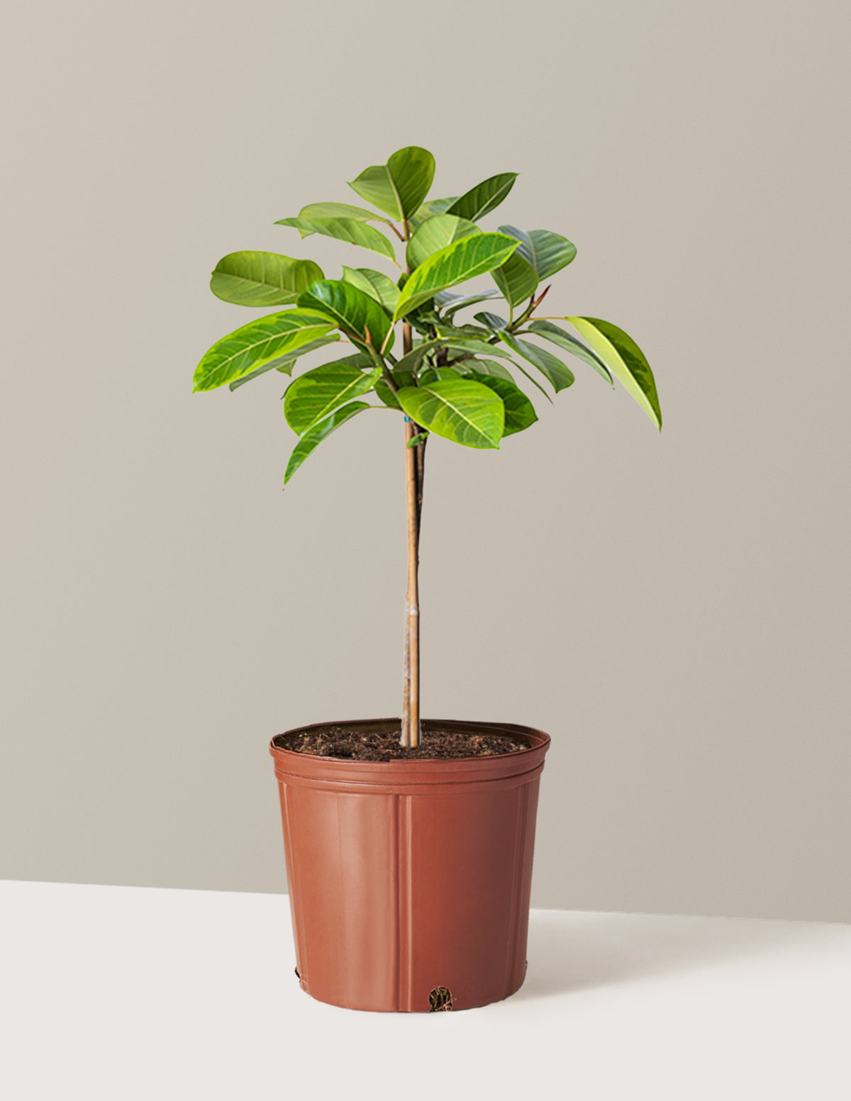 Büyük Ficus Altissima Ağacı