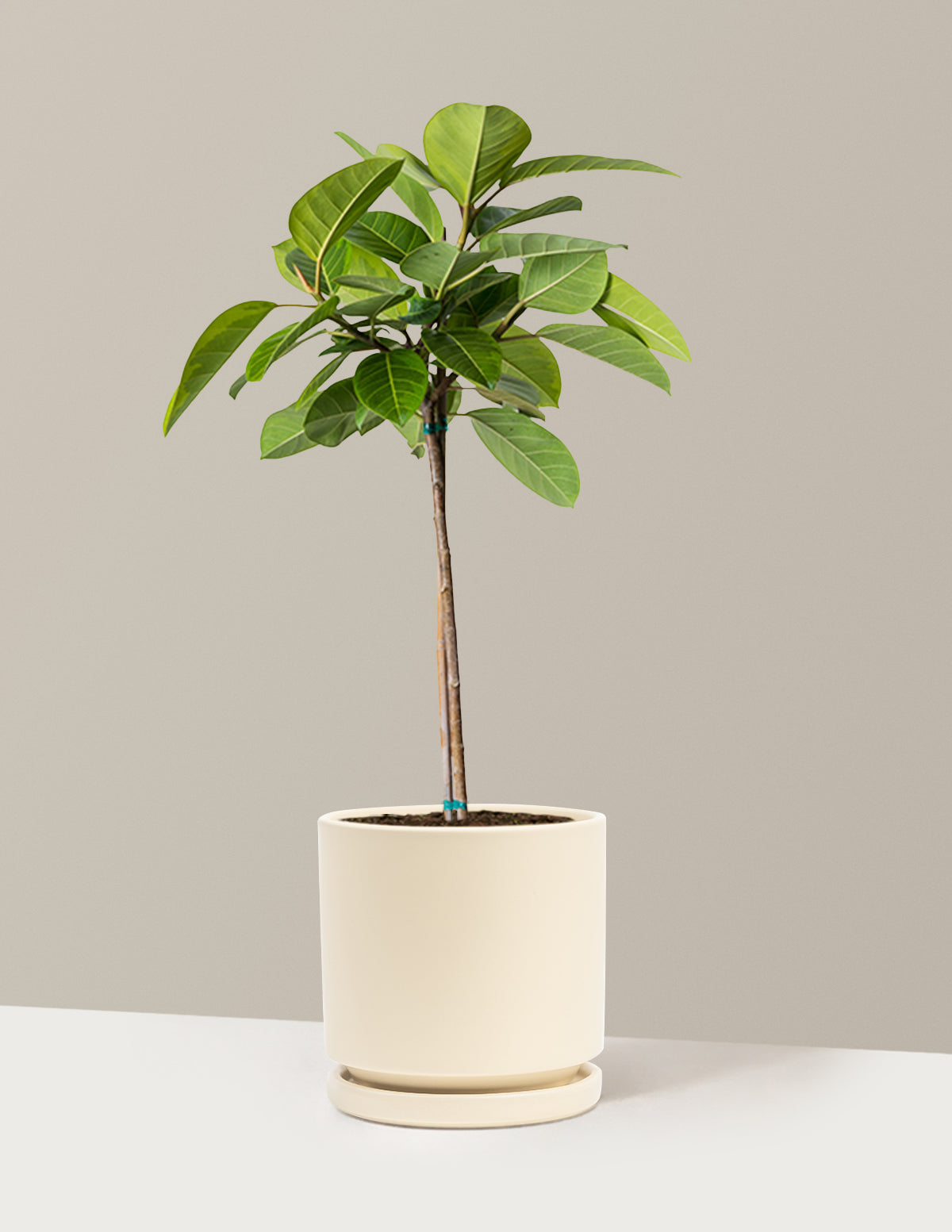 Büyük Ficus Altissima Ağacı