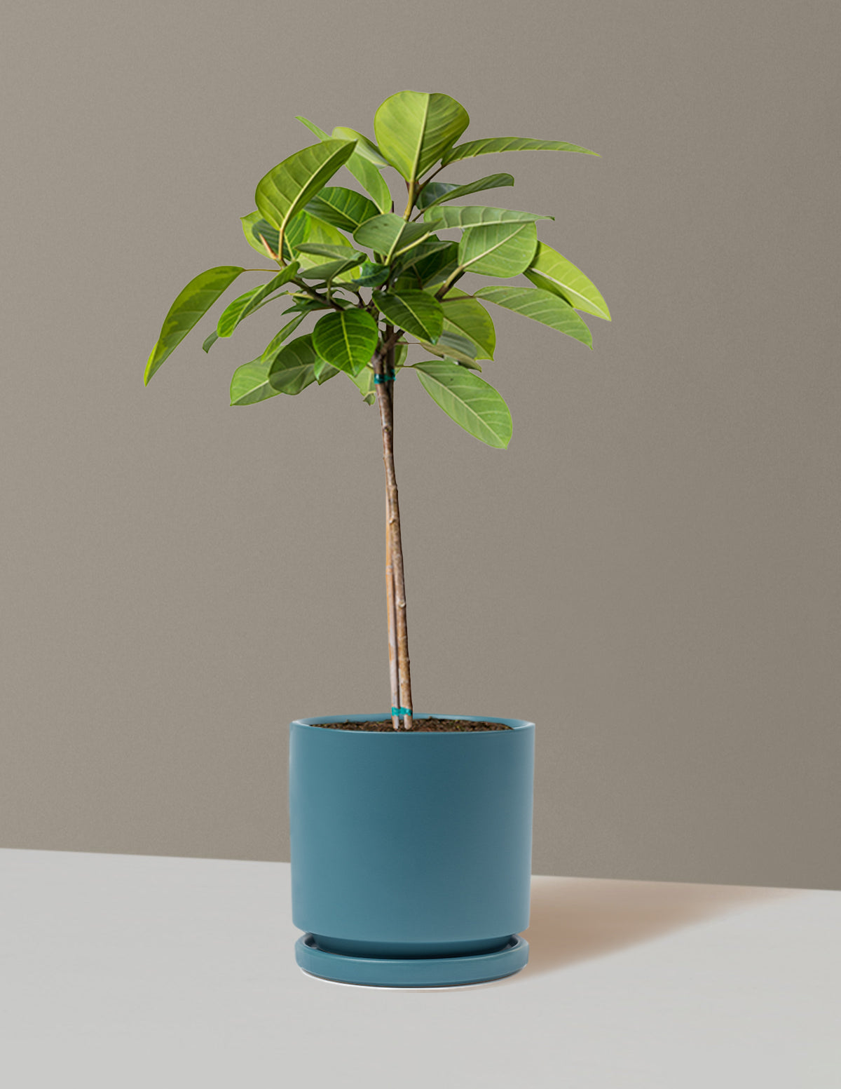Büyük Ficus Altissima Ağacı