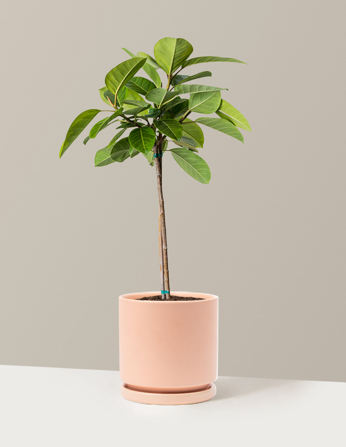 Büyük Ficus Altissima Ağacı