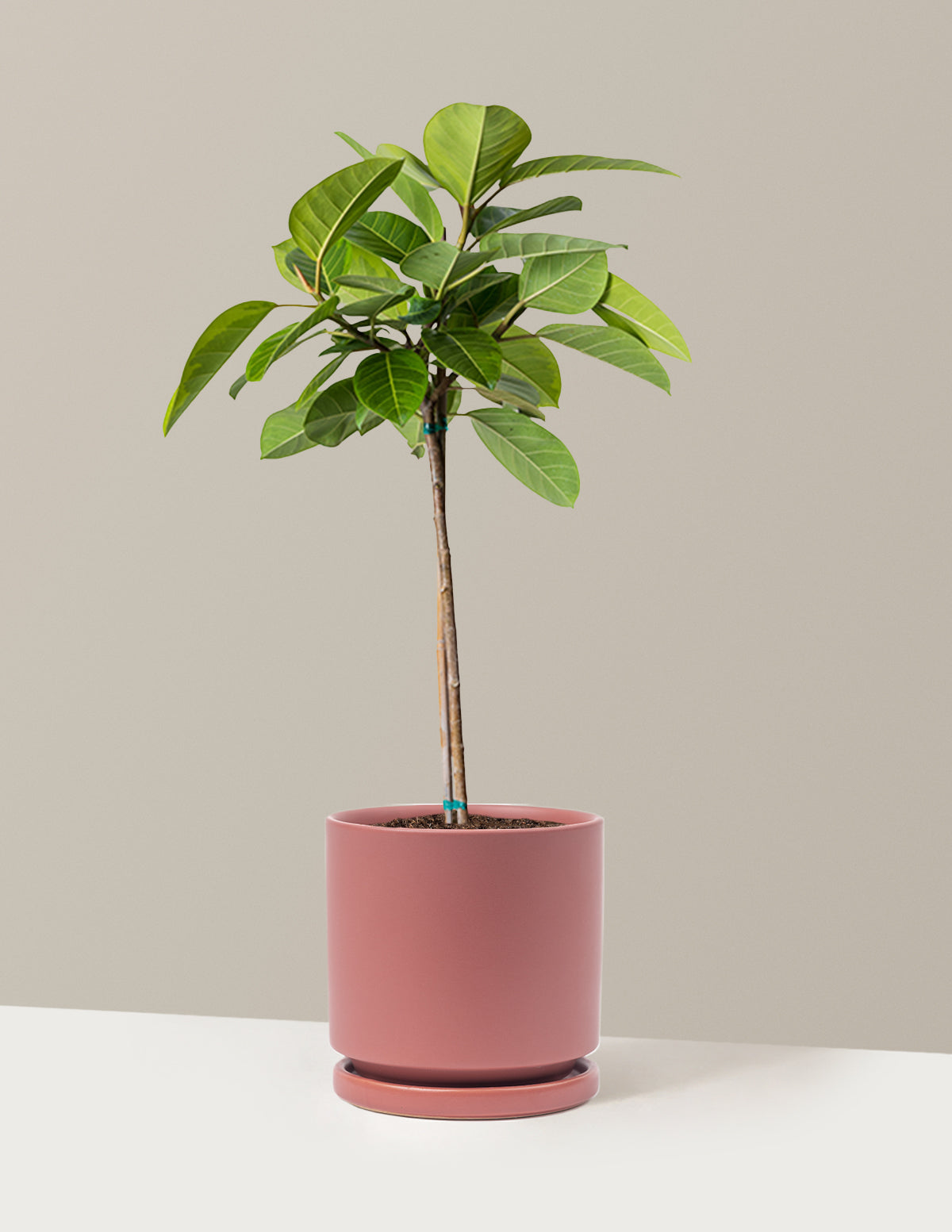 Büyük Ficus Altissima Ağacı