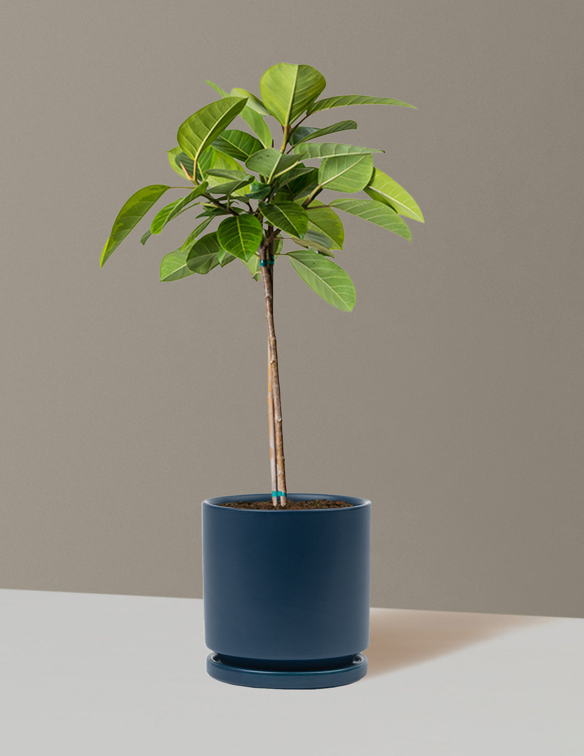 Büyük Ficus Altissima Ağacı