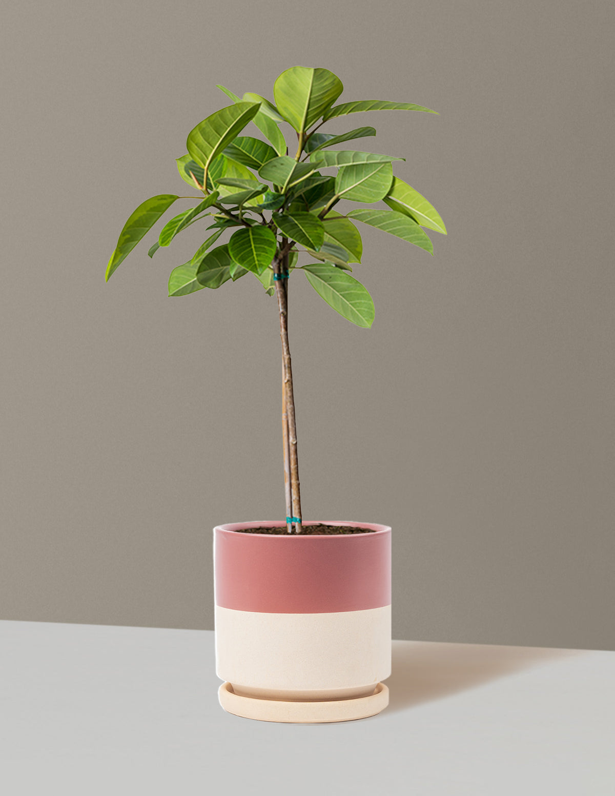 Büyük Ficus Altissima Ağacı