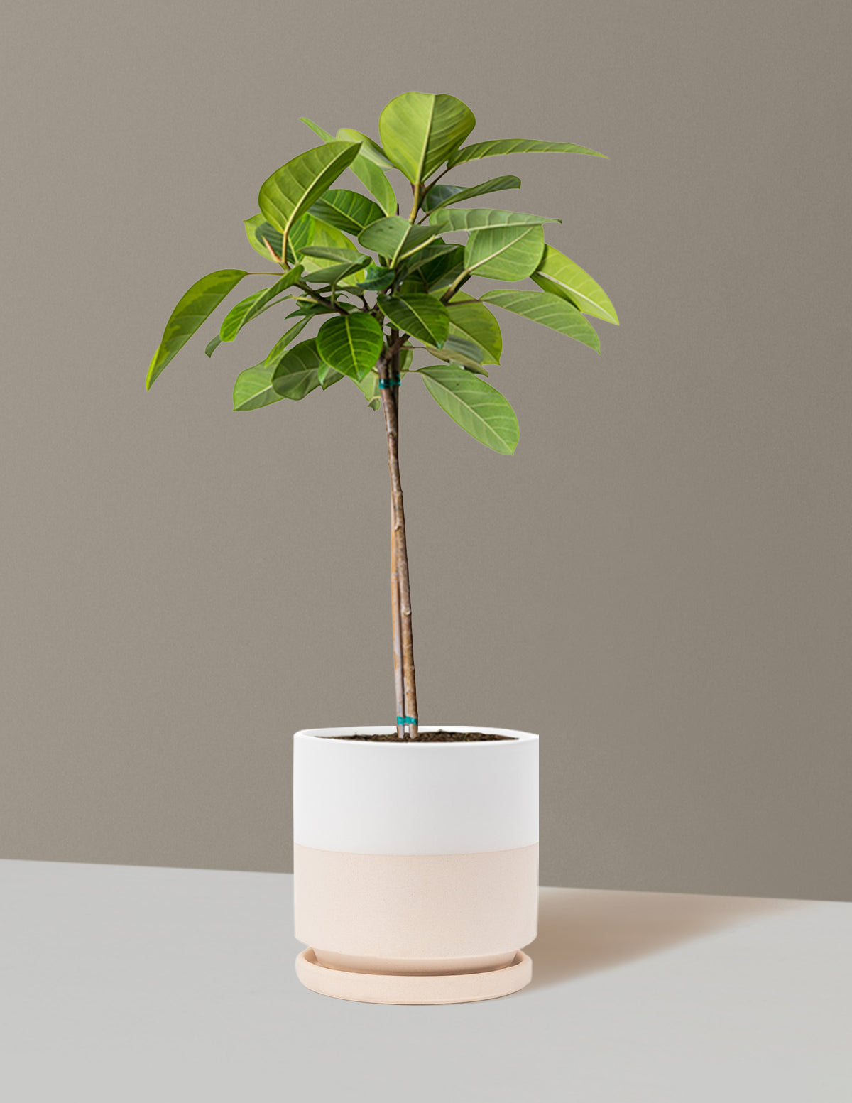 Büyük Ficus Altissima Ağacı