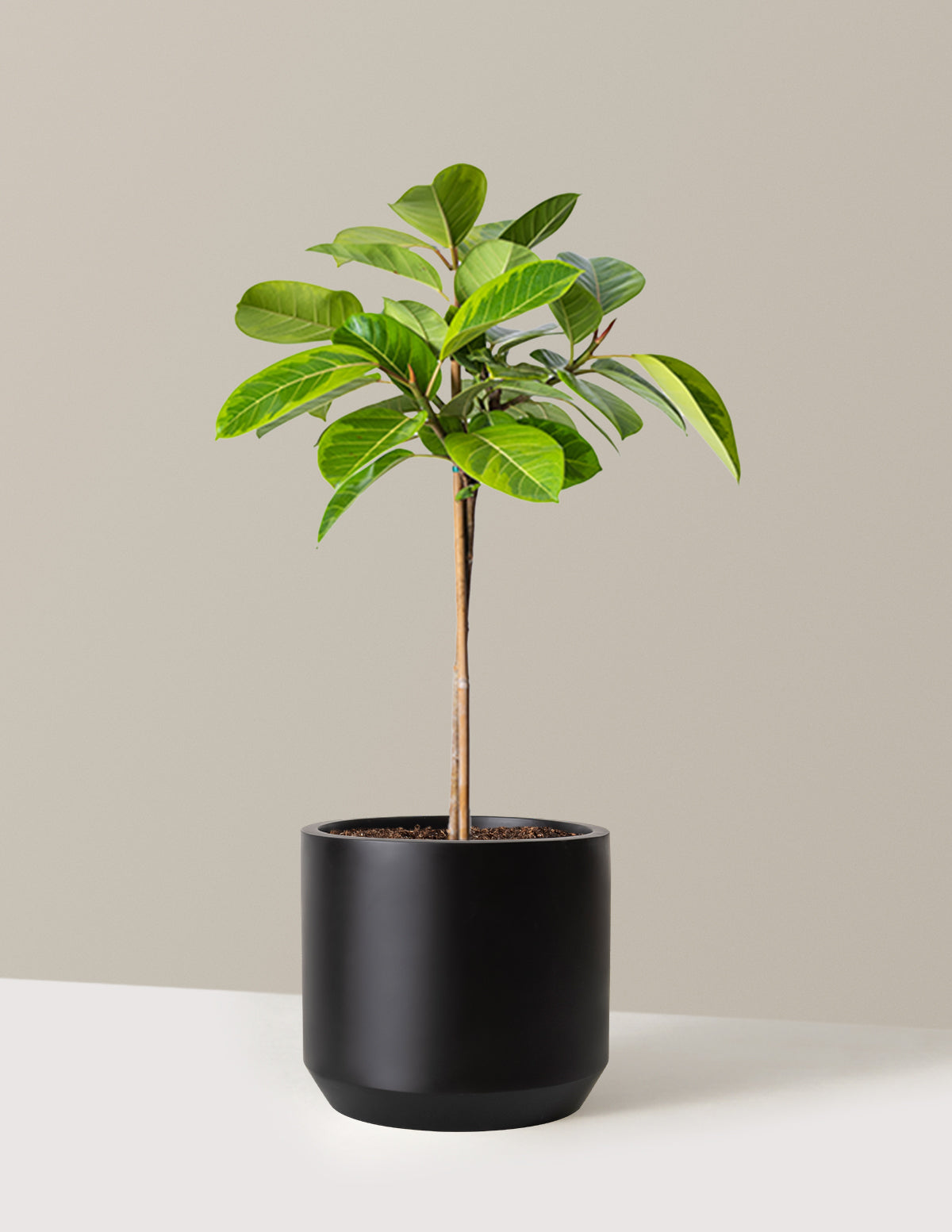 Büyük Ficus Altissima Ağacı
