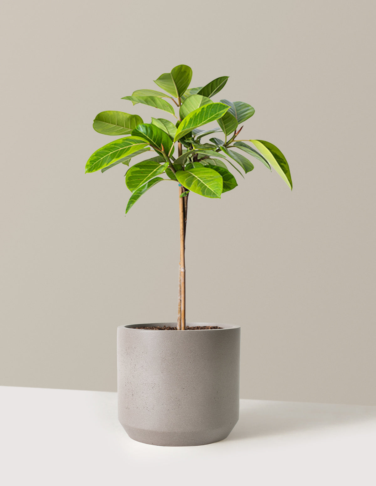 Büyük Ficus Altissima Ağacı