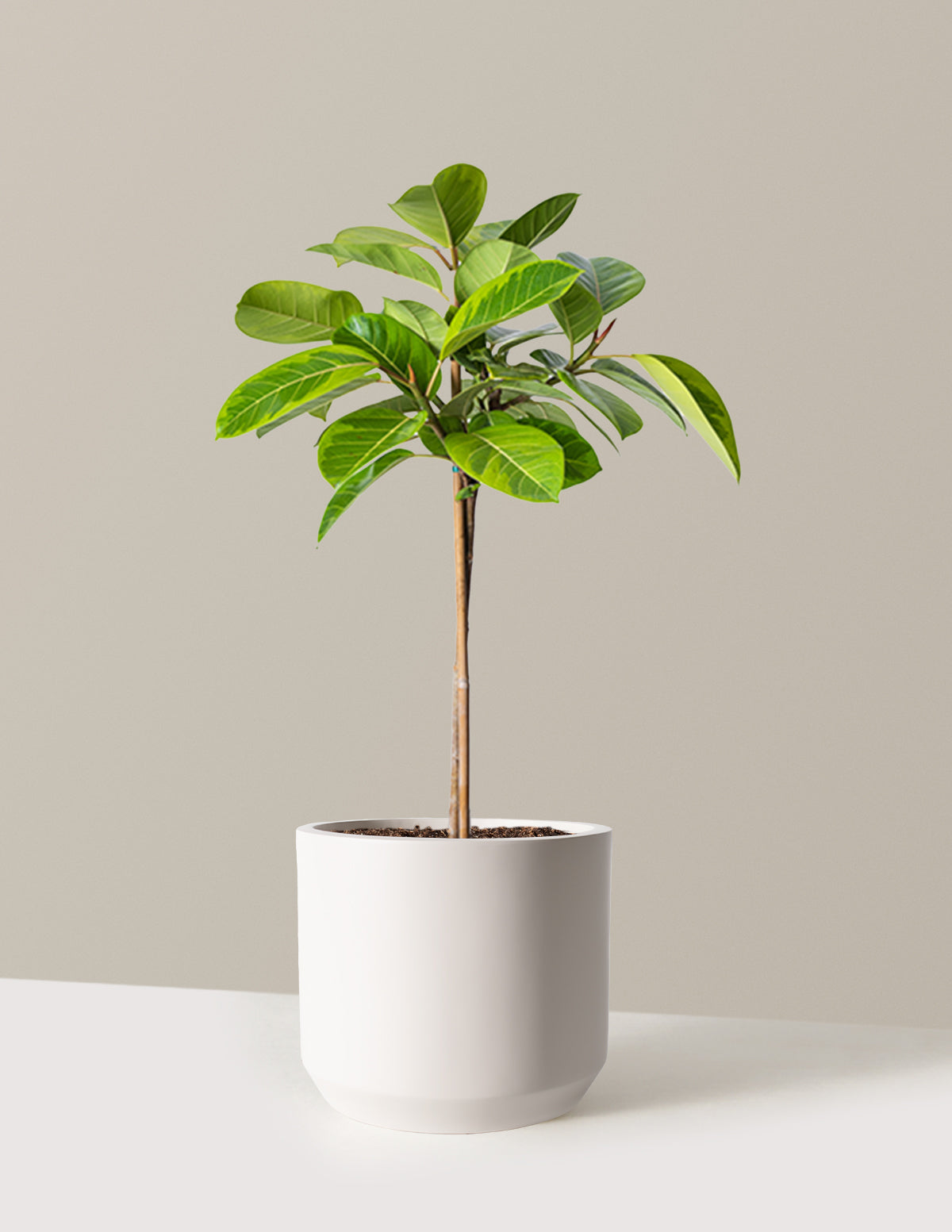 Büyük Ficus Altissima Ağacı