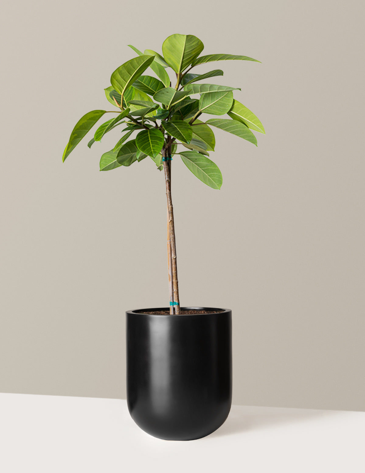 Büyük Ficus Altissima Ağacı