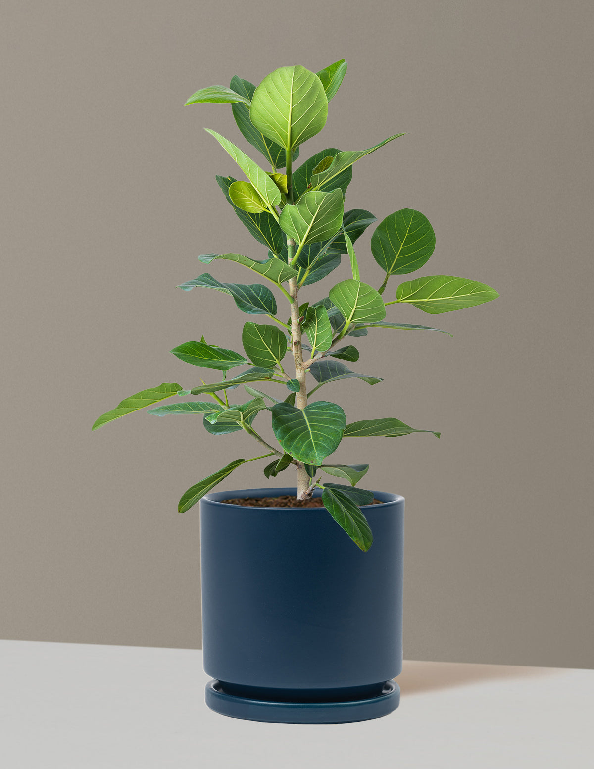 Ficus Audrey Bush