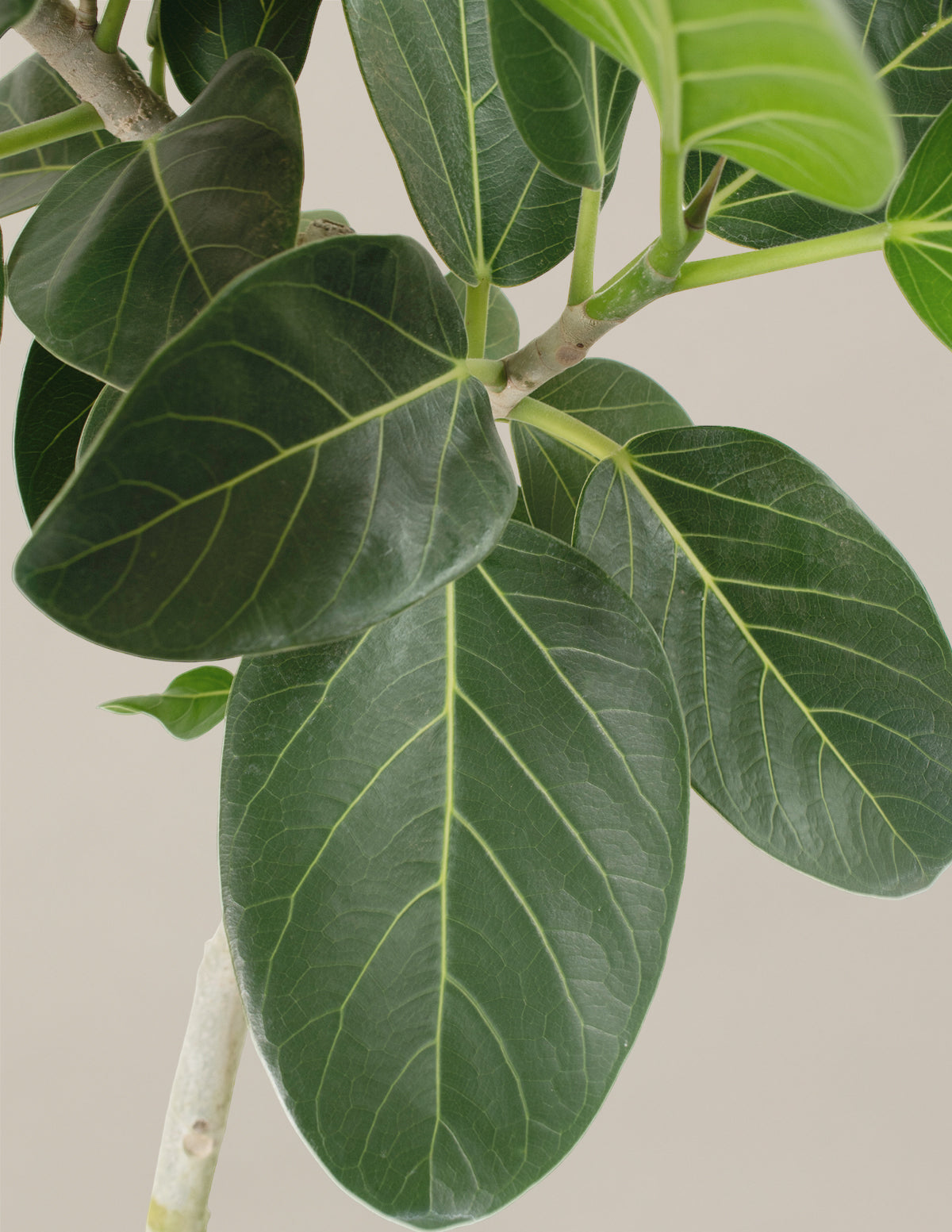 Fun Ficus Parti Paketi
