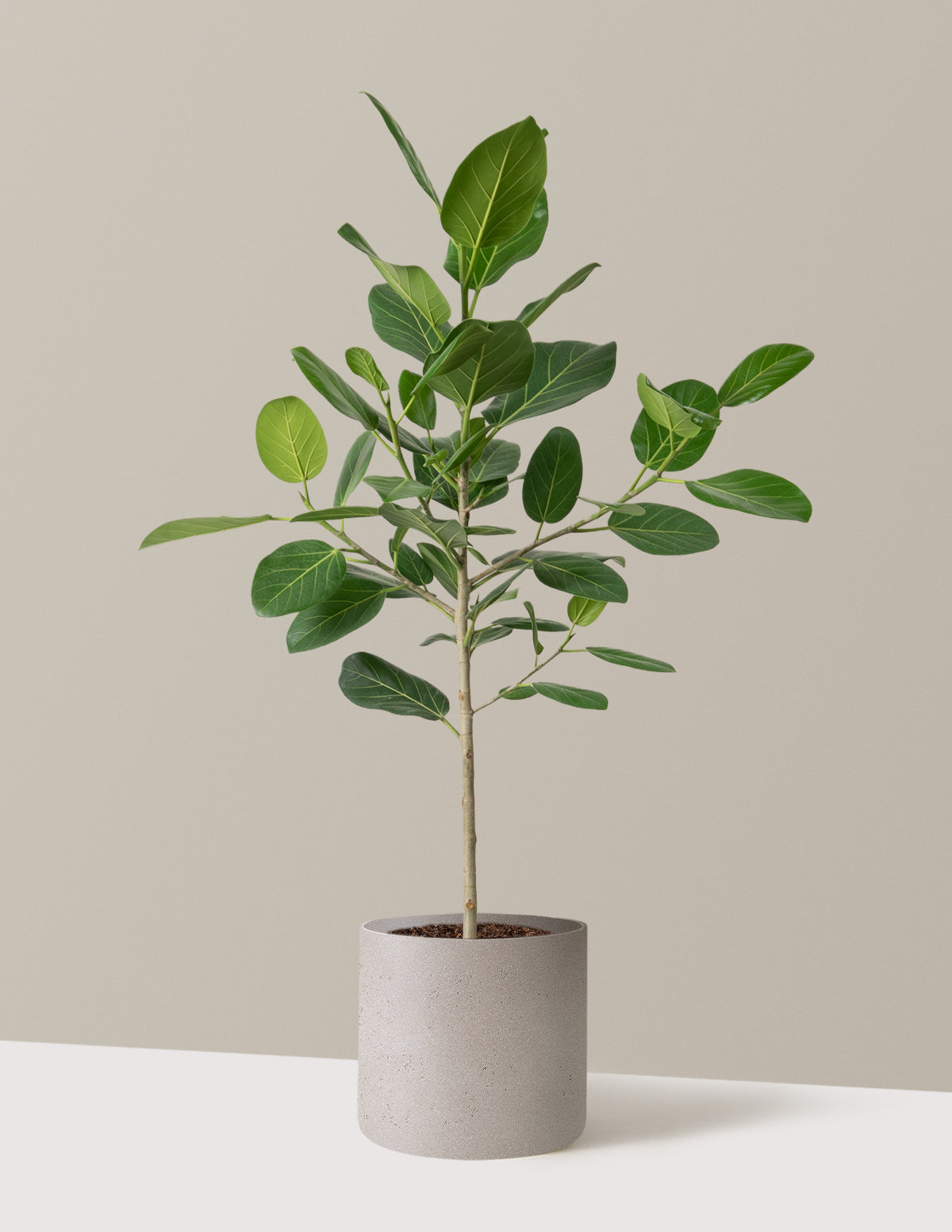 Ficus Audrey Ağacı
