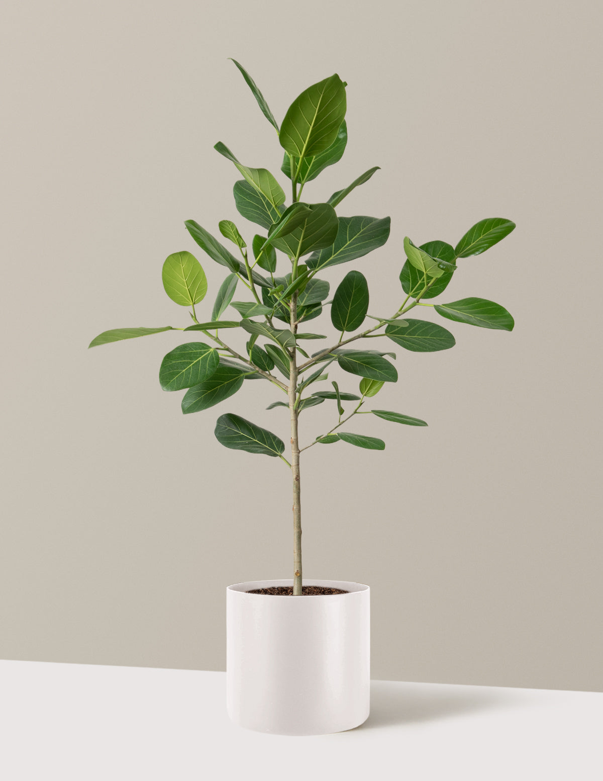Ficus Audrey Ağacı