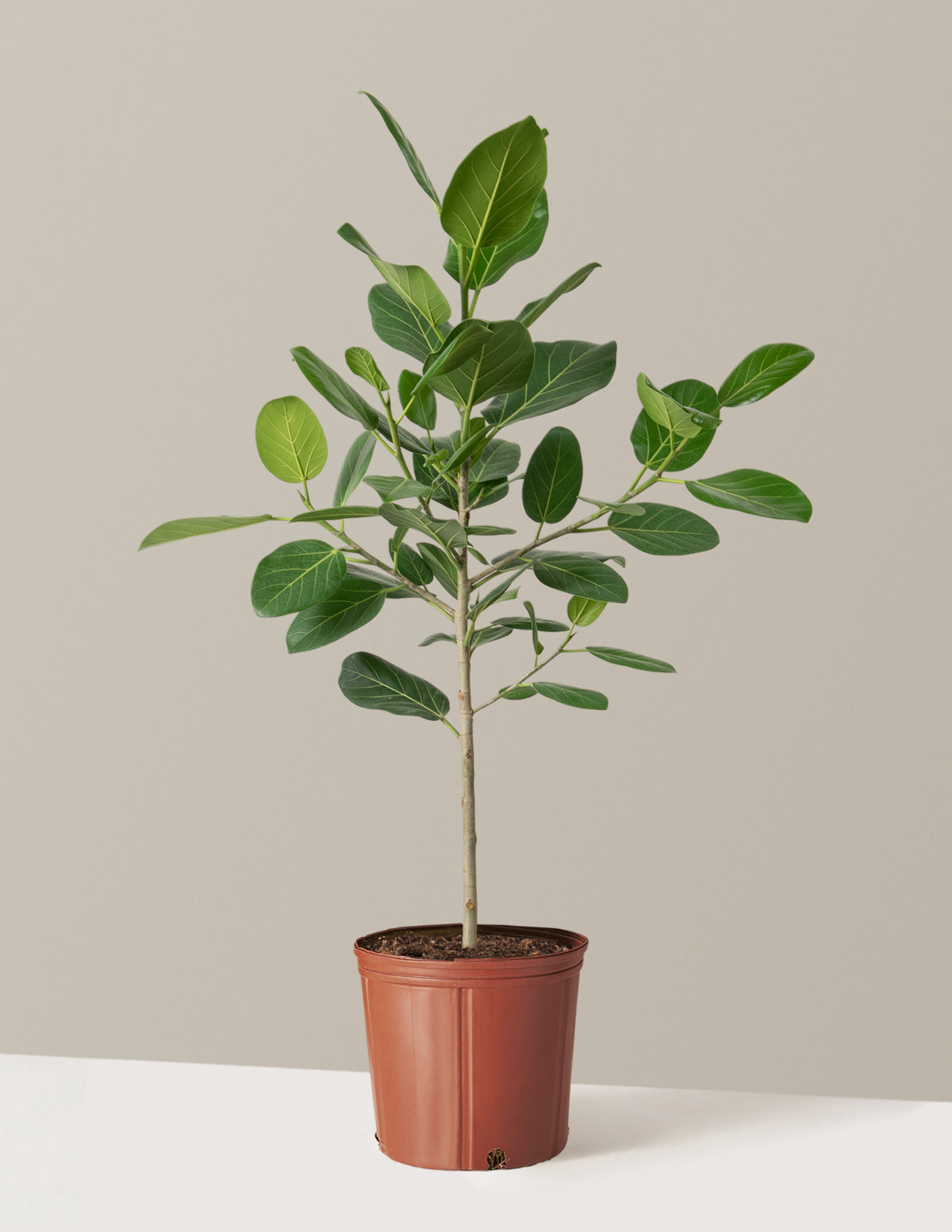 Ficus Audrey Ağacı