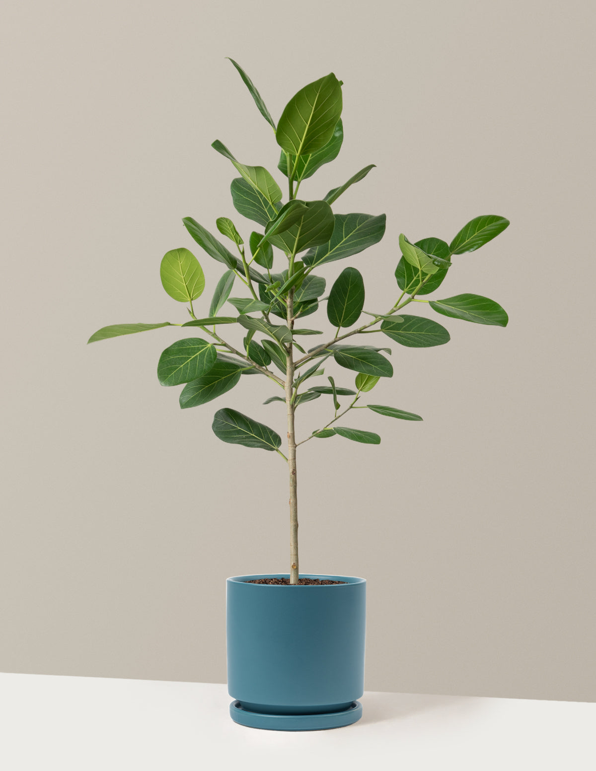Ficus Audrey Ağacı