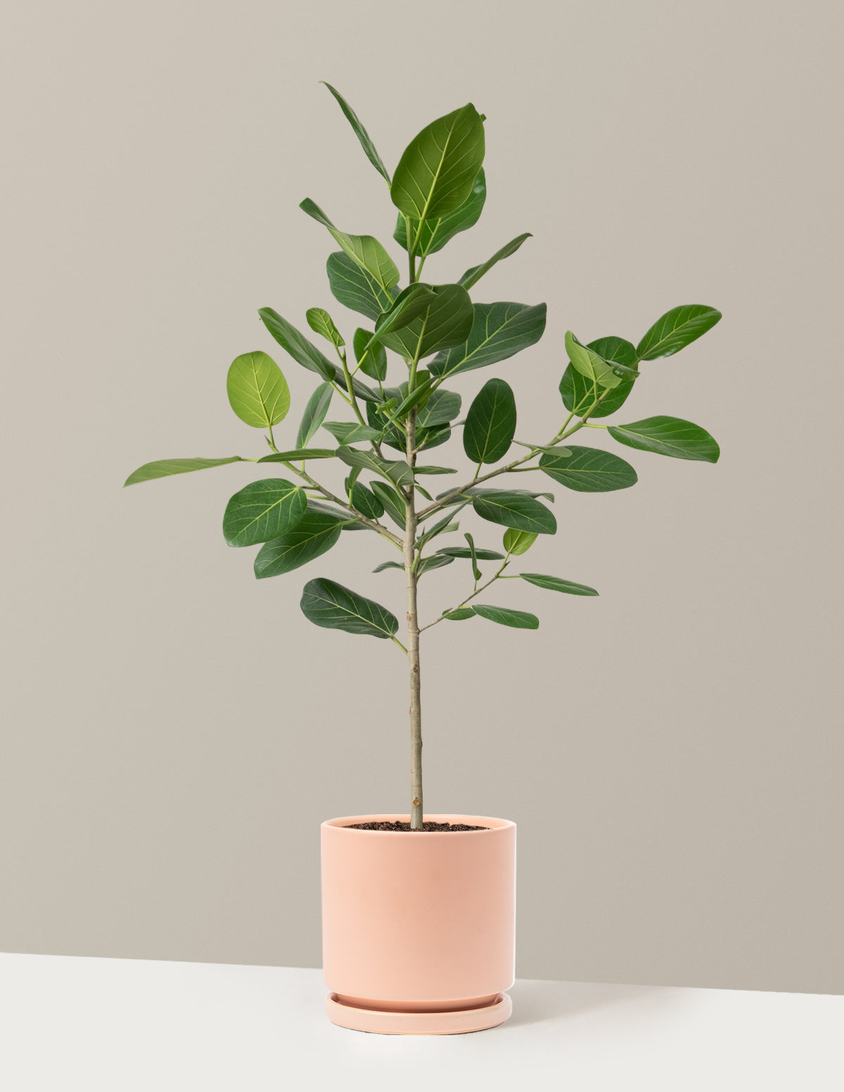 Ficus Audrey Ağacı