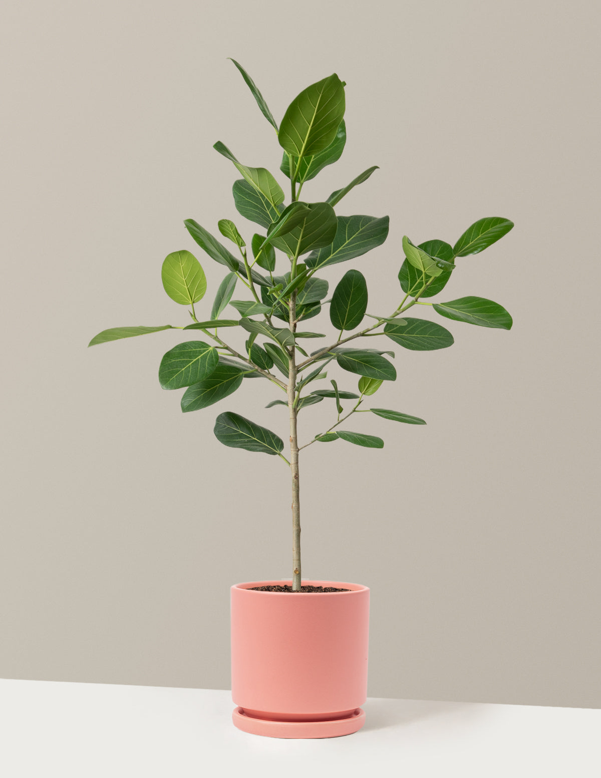 Ficus Audrey Ağacı