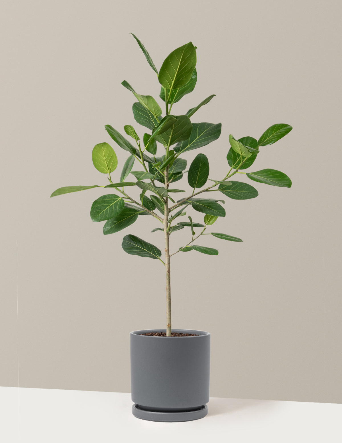 Ficus Audrey Ağacı