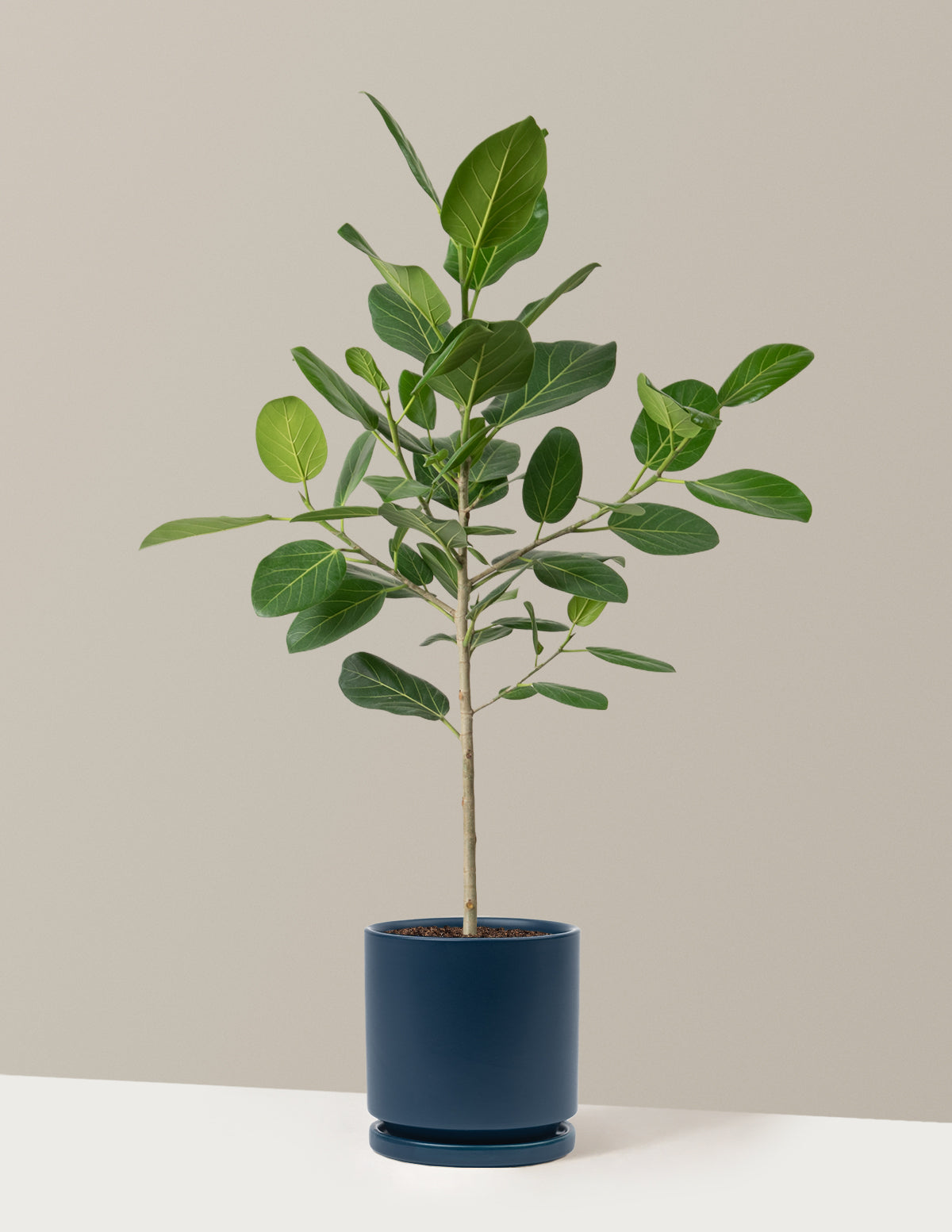 Ficus Audrey Ağacı