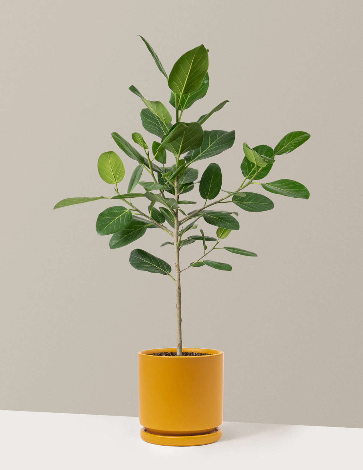 Ficus Audrey Ağacı