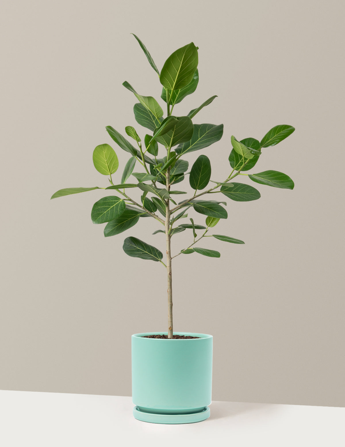 Ficus Audrey Ağacı