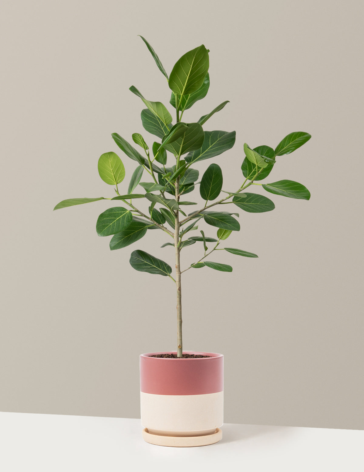 Ficus Audrey Ağacı