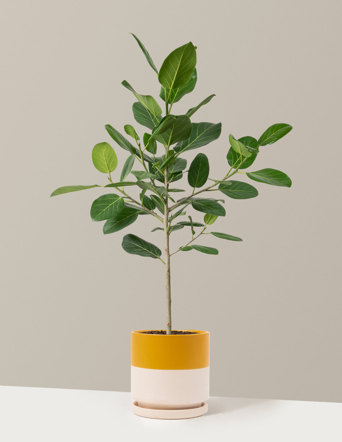 Ficus Audrey Ağacı