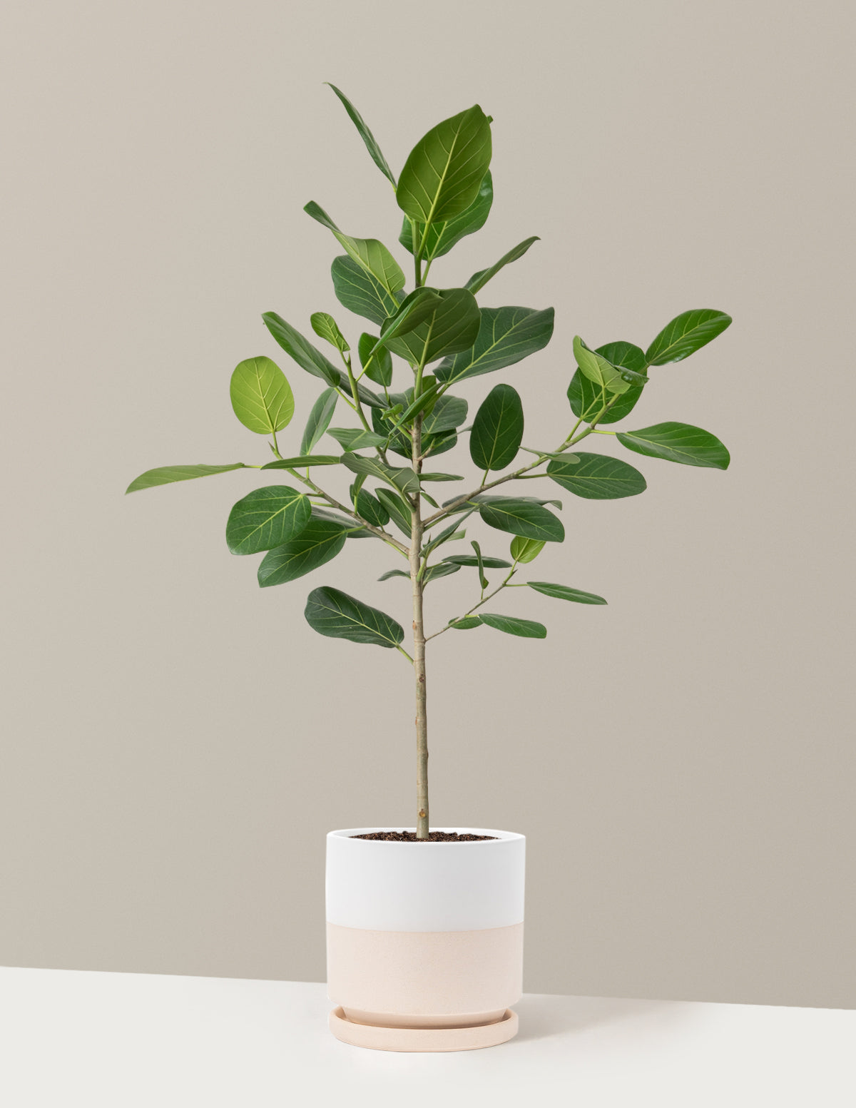 Ficus Audrey Ağacı