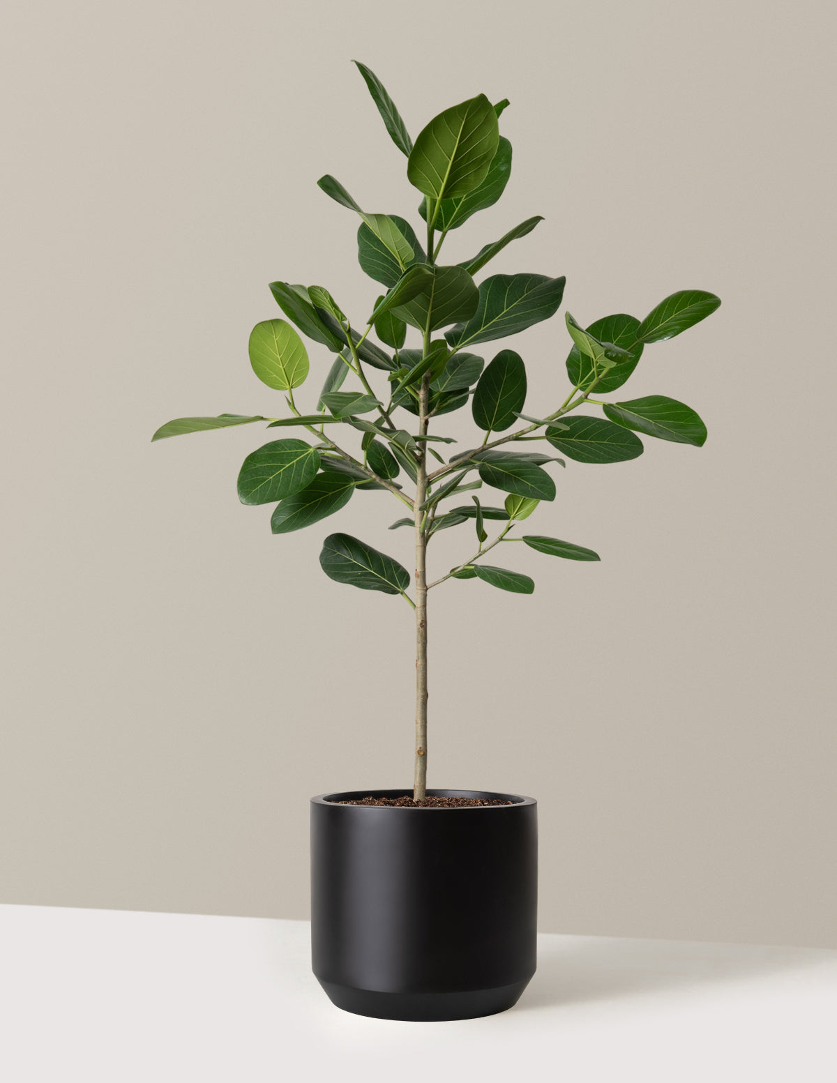 Ficus Audrey Ağacı