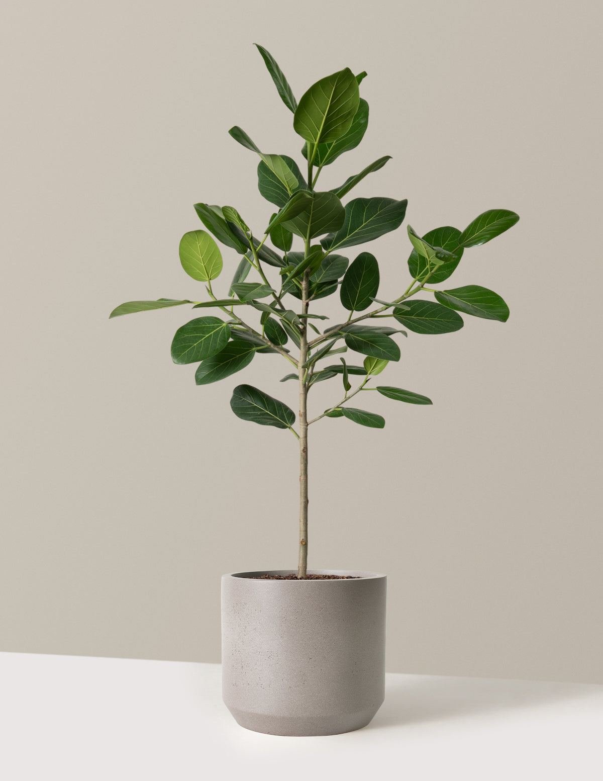 Ficus Audrey Ağacı