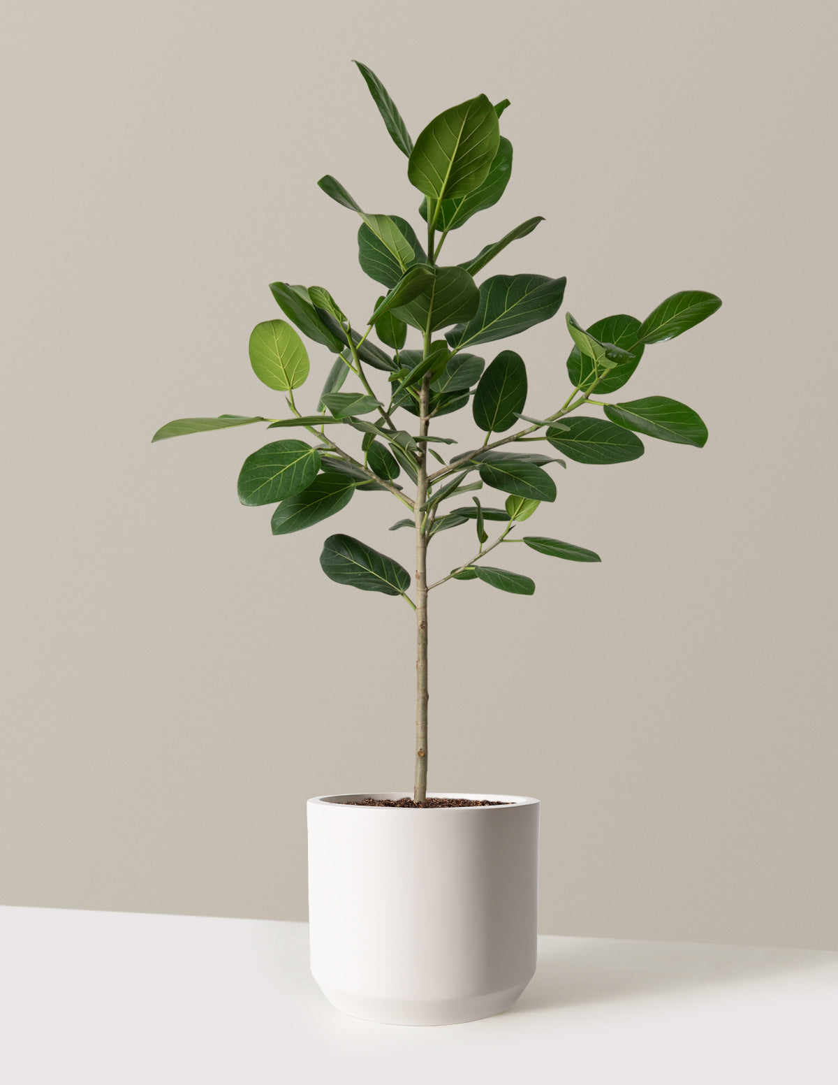 Ficus Audrey Ağacı