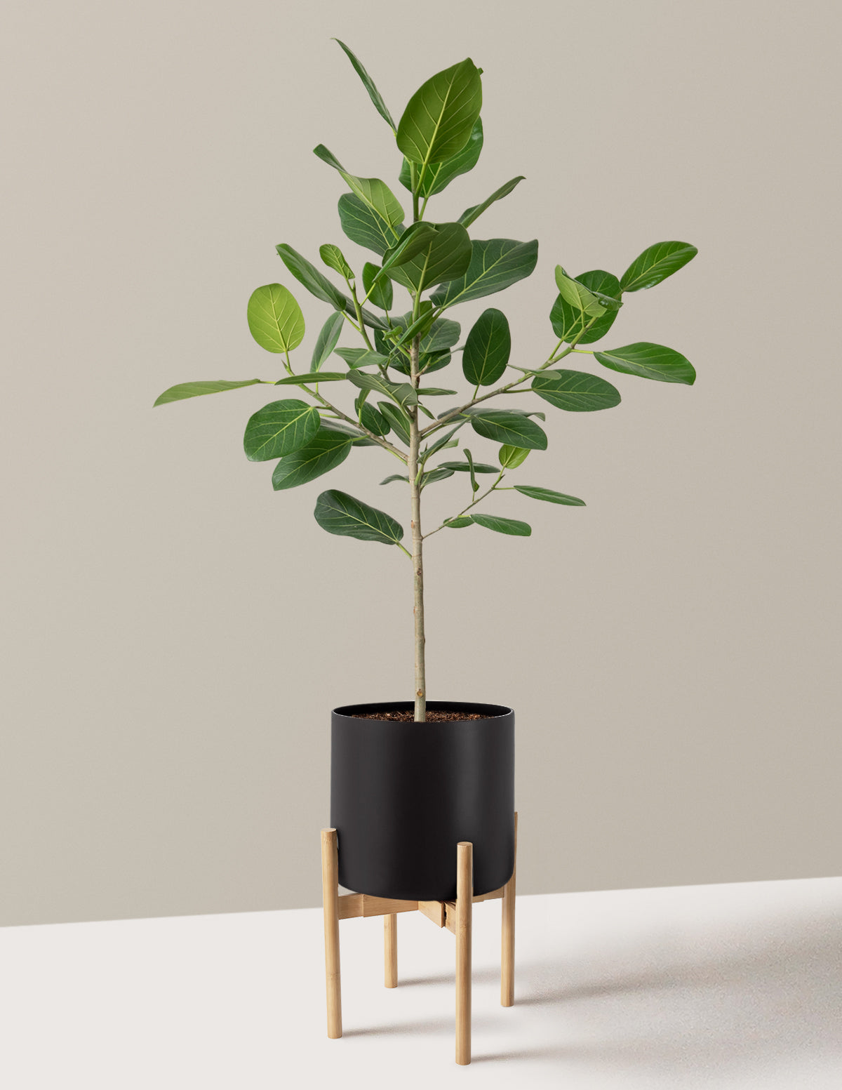 Ficus Audrey Ağacı